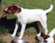 rednock-Highfast-Jess