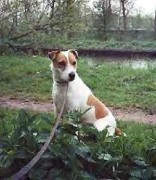 rednock-Vlietstede-Dodger81